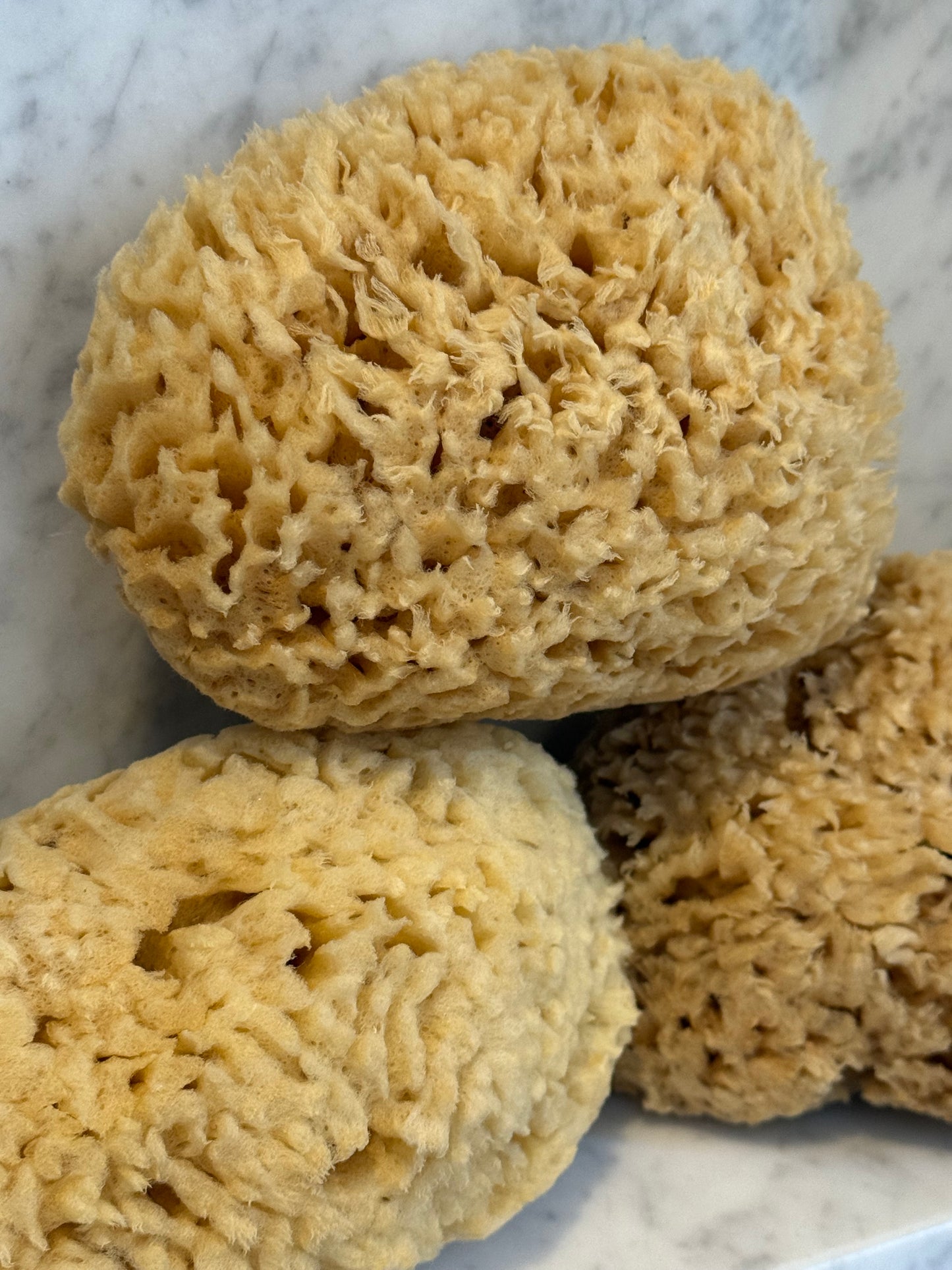 5" Natural Wool Sea Sponge