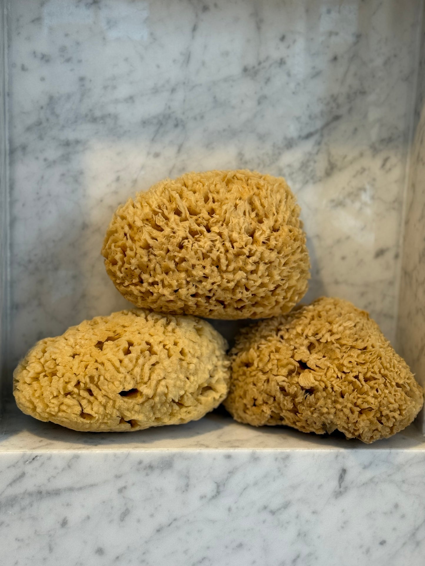 5" Natural Wool Sea Sponge